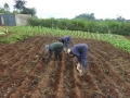 1109-Njoroge Workers Planting Potatoes (1)